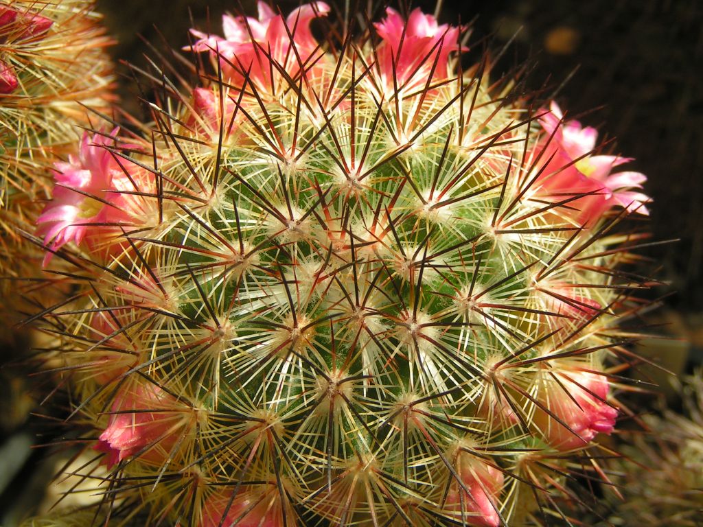 Mammillaria miroheliopsis